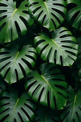 Poster - Monstera leaves create a lush tropical backdrop with intricate botanical patterns and natural textures in a serene setting._00001_