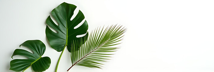 Poster - Large monstera leaves with tropical foliage against a clean white background, suitable for botanical and flat lay photography compositions._00001_