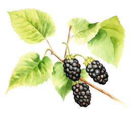 Wall Mural - Watercolor mulberries on a transparent background, rich purple and black shades create a natural effect.