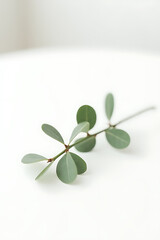 Wall Mural - A small eucalyptus branch lies delicately on a pristine white table, its fresh green leaves adding a touch of natural beauty._00002_