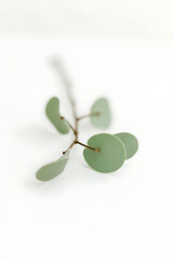 Wall Mural - A small eucalyptus branch lies delicately on a pristine white table, its fresh green leaves adding a touch of natural beauty._00001_