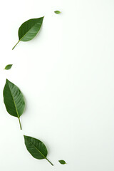 Poster - A minimalist design featuring tropical leaves placed against a clean white backdrop to create a sense of calmness._00001_