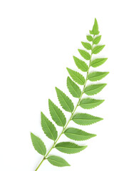 Poster - A fern pattern leaves a natural design on a plain white background evoking tropical botanical themes and concepts freely._00002_