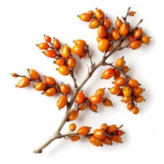 Wall Mural - Freshly picked sea buckthorn branch with vibrant orange berries, isolated on a clean white background, perfect for health and wellness concepts