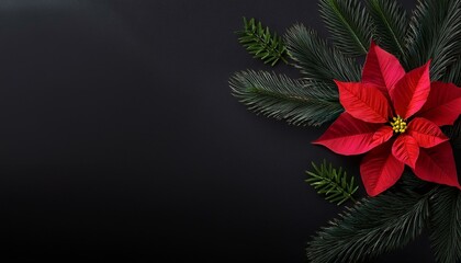 Wall Mural - Banner of aesthetic minimalistic Christmas black background with poinsettia flower and fir branch, copy space for texts