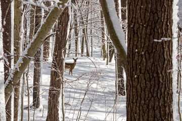 Wall Mural - the white-tailed deer (odocoileus virginianus), also known as the whitetail or virginia deer