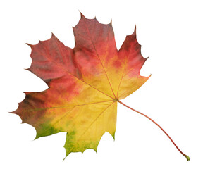 Aufkleber - A leaf of a maple tree is shown in full color. The leaf is red and has a slightly brownish tint. The leaf is positioned on a white background, which makes the leaf stand out and appear more vibrant