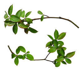 Wall Mural - botanical collection. fresh branches of swida sanguinea (blood-twig dogwood) with green leaves isola