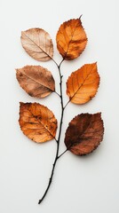 Aufkleber - A delicate branch adorned with a few dry brown leaves rests gracefully on a soft white background, capturing the serene essence of autumn's fading beauty
