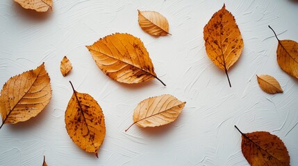 Poster - Brown leaves delicately rest on a white wall, showcasing their intricate textures and colors. This autumn tableau captures nature's transition, inviting reflection and creativity