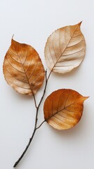Aufkleber - Dry brown leaves rest gracefully on a smooth white background, capturing the essence of autumn's change