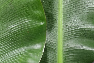 Wall Mural - fresh green banana tree leaves as background, top view