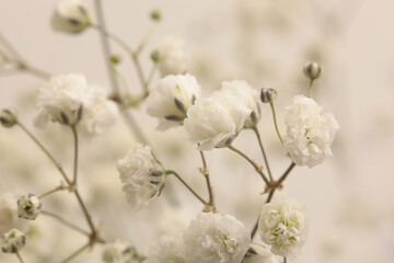 Wall Mural - Smoke soft focus white Gypsophila flower. Nature beige blur neutral background.