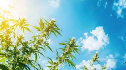 Aufkleber - Bright sunlight highlights the green branches of hemp plants and sunflowers, creating a vivid contrast against the clear sky. Generative AI