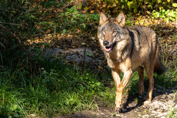  European Grey Wolf, Canis lupus in a german park