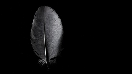 Poster - Black Feather on Black Background Isolated Natural Texture