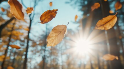 Wall Mural - sunlight filters through tall trees as vibrant autumn leaves dance downwards, creating a serene atmo
