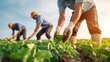 © Manutsanun - Farmers harvesting fresh greens in a sunlit field.