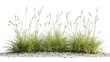 The resilience of buffalo grass in Native Prairie habitats.