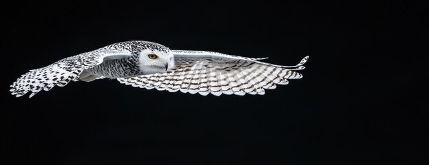 Poster - Snowy owl in flight against a black background. (1)