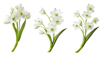 Wall Mural - set of white ornithogalum flowers and arrangements isolated on white or transparent background
