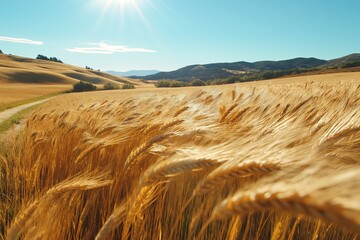 Poster - A golden wheat field swaying in the wind under a clear, sunny sky.