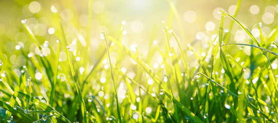 Wall Mural - Green sunny spring meadow. Blurred background with light bokeh and short depth of field