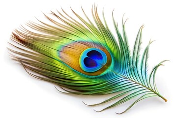 Vibrant peacock feather isolated on white background