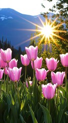 Wall Mural - Sunrise over tulip field mountain landscape nature photography vibrant atmosphere scenic view floral concept