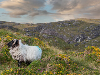 Wall Mural - Clean wool sheep on a hills of Errisbeg mountain in Connemara, county Galway, Ireland. Stunning Irish nature scene with green fields, mountains and blue cloudy sky. Popular travel and tourist area.