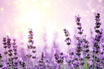 Wall Mural - Purple lavender flowers on sunny beautiful nature spring background. Summer scene with fresh lavandula flower of lilac color. Blooming lavender field. Horizontal spring banner. Copy space for text