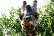© Wirestock - Giraffe close-up with lush foliage background.