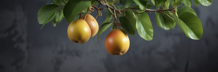 Wall Mural - A single Asian pear branch with green leaves and fruit hanging from the stem, branch, autumn, orchard