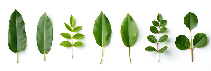 Aufkleber - Eucalyptus leaves are selectively focused against a white background for use in botanical plant collections and decorative designs._00002_