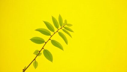 Poster - Eucalyptus leaves are selectively focused against a bright yellow colored background to create a visually appealing and distinct image._00001_