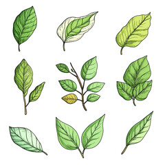 Wall Mural - Collection of Diverse Green Leaves: A Botanical Illustration