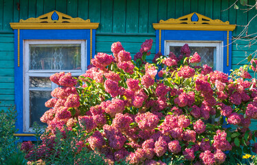 Wall Mural - Colorful Pink Hydrangeas flowers in a small village ,Belarus.