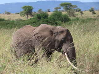 Elephant in the grass