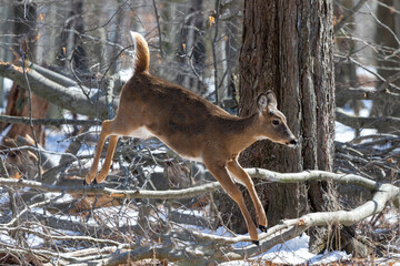 Wall Mural - the white-tailed deer (odocoileus virginianus), also known as the whitetail or virginia deer