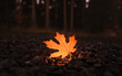 © Arafat - Photo of a glowing, orange autumn leaf on dark pebbles.