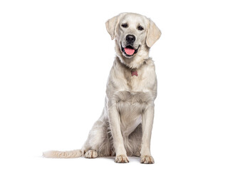 Wall Mural - Golden retriever sitting and looking forward with tongue out and wearing a collar dog on white background