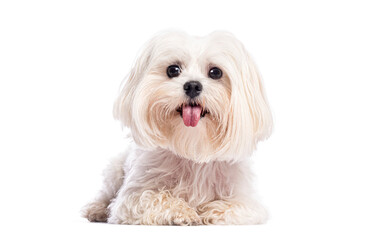 Poster - Adorable maltese dog lying down and panting on white background