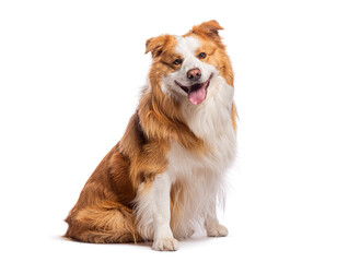 Wall Mural - Border collie dog sitting and panting on white background