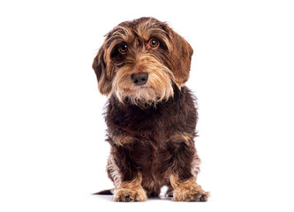 Aufkleber - Wire haired dachshund sitting and looking at camera on white background