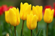 © Galeno - yellow tulips blooming closely together vibrant springtime garden