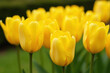© Galeno - yellow tulips blooming closely together vibrant springtime garden
