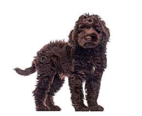 Aufkleber - Adorable brown Australian Labradoodle puppy standing on white background