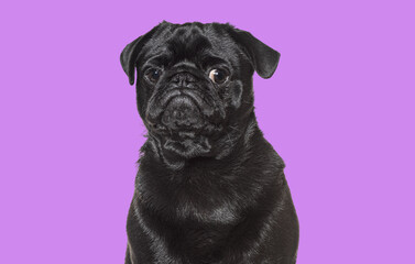 Poster - Black pug posing on purple background, purebred dog looking adorable