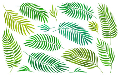 Palm leaves flat set. Jungle foliage green silhouette set isolated on white. Tropical exotic plant leaf for wedding greeting cards, wrappers, fashion print. Hand drawn tropic summer floral element