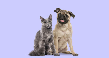 Poster - Grey cat and happy puppy pug dog panting mouth wide open sitting on purple backgroung